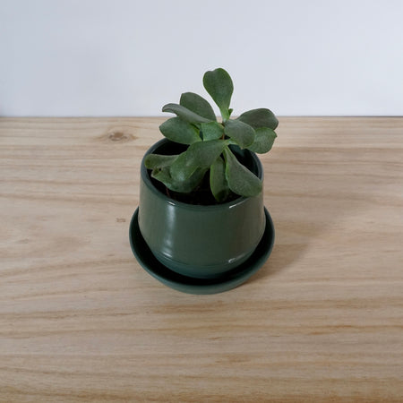 forest green planter with a plant on a wooden table.