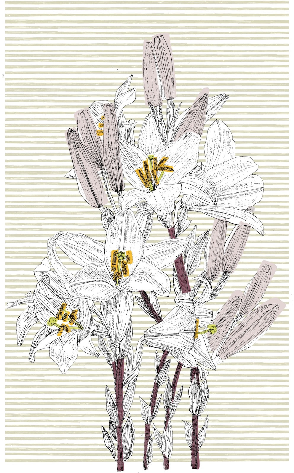 Italian Lily | Clare Halifax