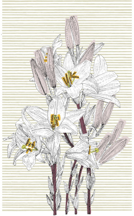 Italian Lily | Clare Halifax