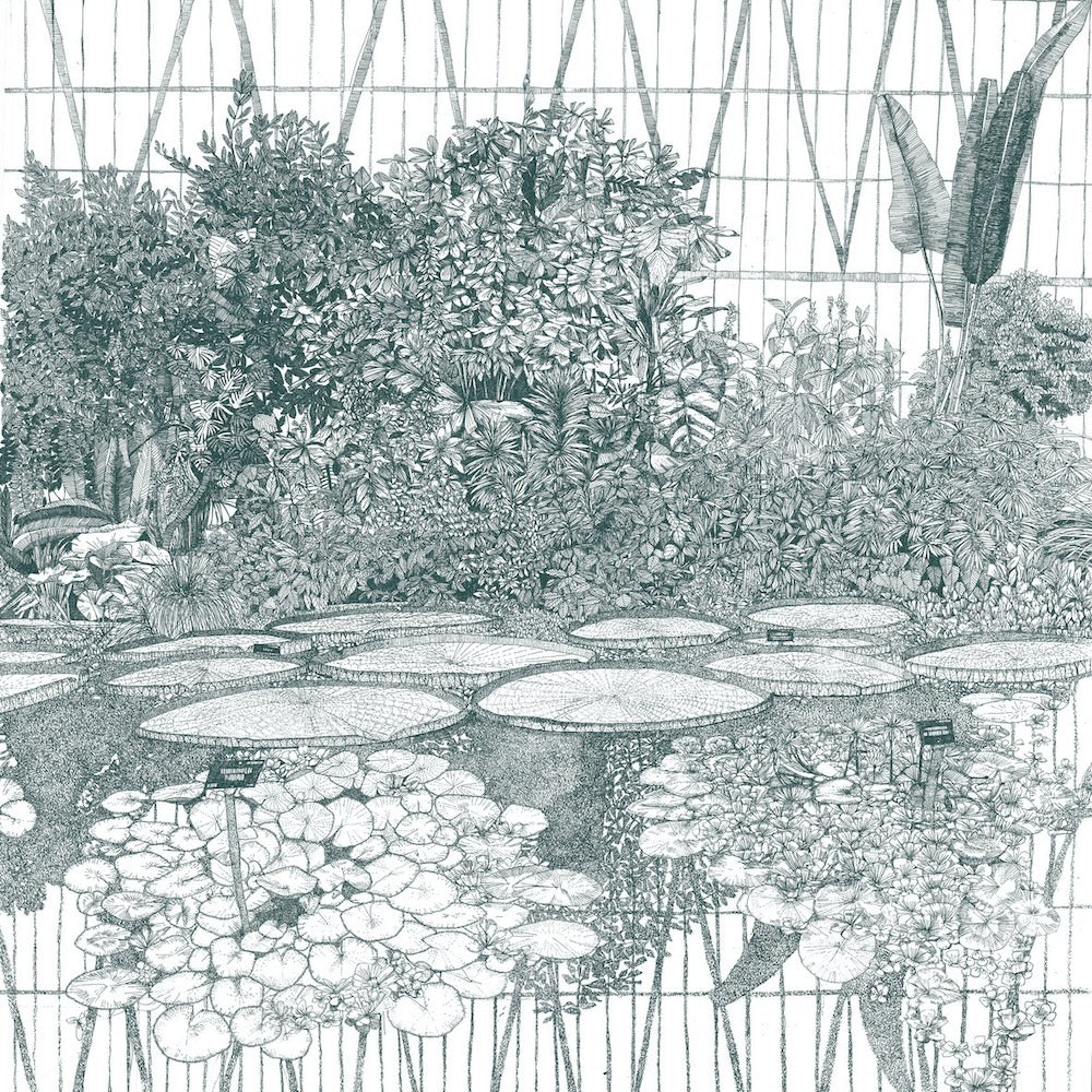 Greenhouse Waterlily