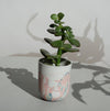 a money plant in a small handmade planter. 