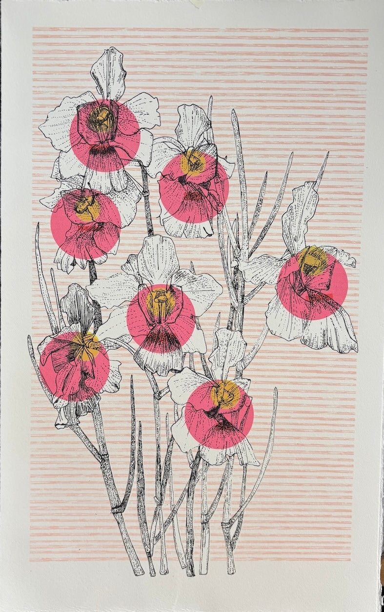 Singapore Orchid | Clare Halifax