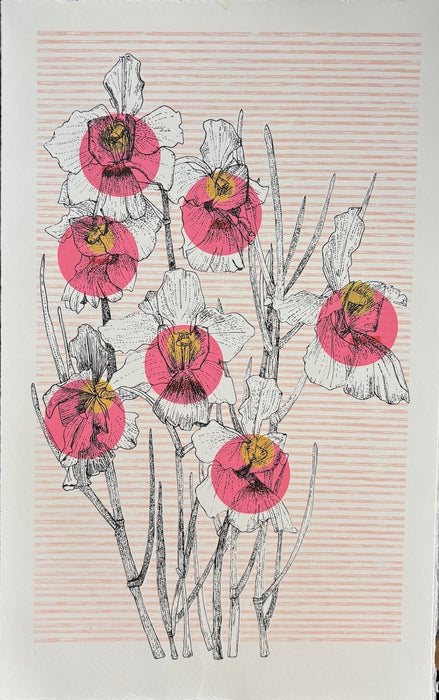 Singapore Orchid | Clare Halifax